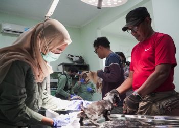 Petugas Dinas Pangan dan Pertanian, saat melakukan vaksinasi rabies seekor anak anjing di klinik hewan.