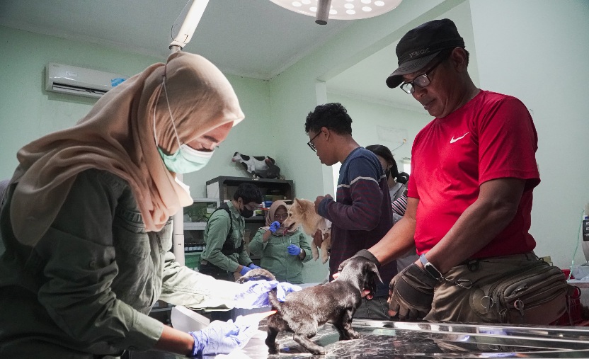 Petugas Dinas Pangan dan Pertanian, saat melakukan vaksinasi rabies seekor anak anjing di klinik hewan.