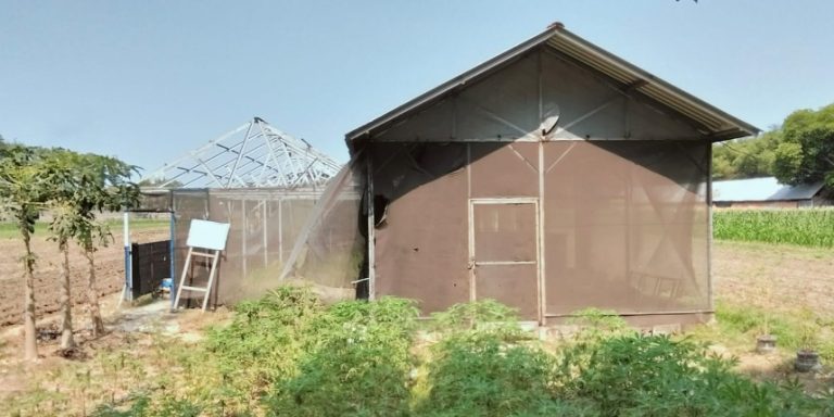 Kondisi greenhouse tempat budidaya melon, Desa Singkalan, Kecamatan Balongbendo